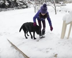 (Video) Thoughtful Mailman Builds A Ramp so an Elderly Dog on His Route Can Still Greet Him