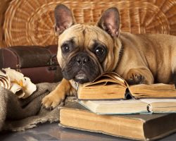 4 Signs a Dog Has an Owner Trained. #3 Really Hit Home!