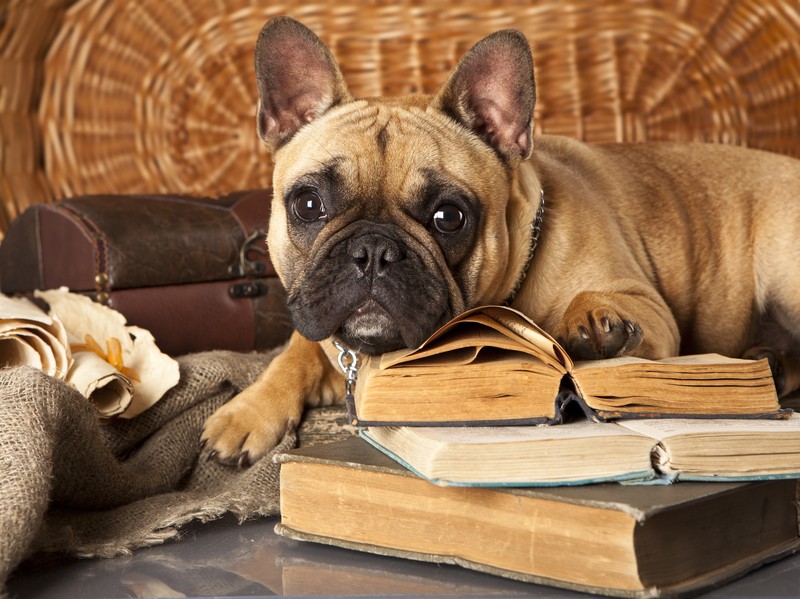 french-bulldog-and-book