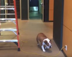 (Video) Bulldog is Afraid to Cross a Cable But Comes Up With a Genius Solution!