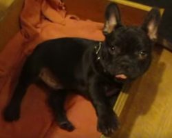 (Video) Funny Frenchie Argues With Owner, Stating Bedtime is SO Overrated!
