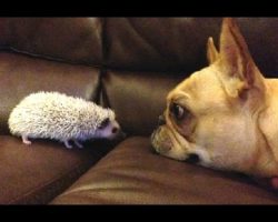 (Video) This Compilation of Dogs Meeting Cute Baby Animals for the First Time is Adorable. I Can’t Get Over the Meeting at 1:18!