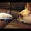 (Video) This Compilation of Dogs Meeting Cute Baby Animals for the First Time is Adorable. I Can’t Get Over the Meeting at 1:18!
