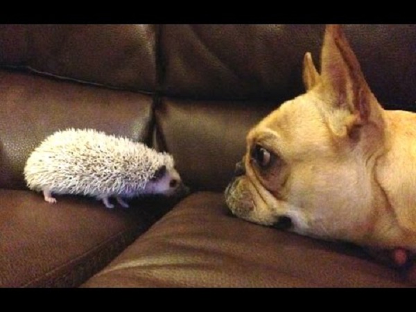 frenchie-and-animal