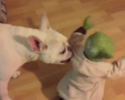 (Video) Watch What Happens When a Frenchie Challenges Yoda. Hey Doggy – Not Ready, You Are! LOL!