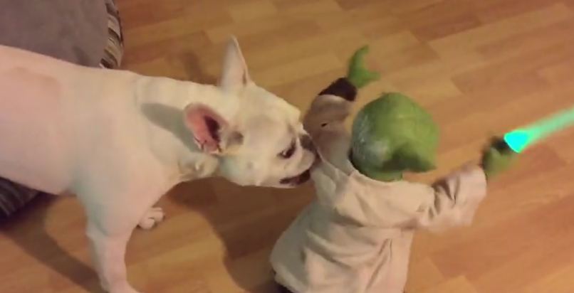 frenchie-doggy-and-yoda