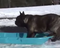 (Video) These Dogs Are Discovering Snow and Can’t Get Enough!