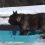 (Video) These Dogs Are Discovering Snow and Can’t Get Enough!