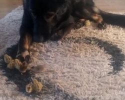 (Video) Sweet German Shepherd Takes His Job Very Seriously as He Watches Over Baby Quail