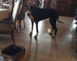 (Video) I’m Amazed When a Funny Great Dane Talks to a Cat and Carries the Box to Her Bed!