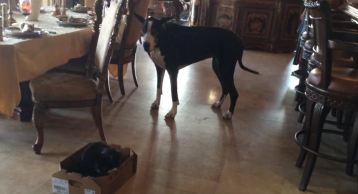 great-dane-and-cat-in-the-box