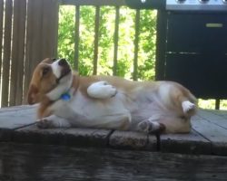 (Video) This Corgi Was a Bad Doggy. How She Shows She’s Remorseful? This is Too Funny!