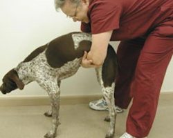 How to Correctly Perform the Heimlich Maneuver on a Dog