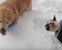 (Video) This Lab Lent a French Bulldog a Helping Hand. How He Did That? I Can’t Believe My Eyes!