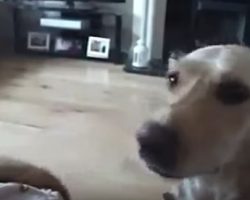 (Video) Good Doggy! Lab Gets a Tissue for Pregnant Owner When She Sneezes