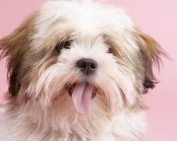 3 Clever Ways to Get Rid of Fido’s Stinky Doggy Breath