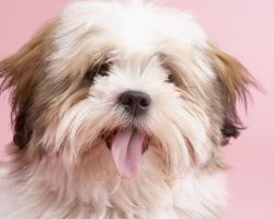 New Study Reveals That a Dog Tends to Mirror an Owner’s Emotional State