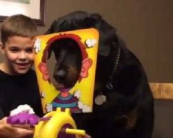 (Video) Adorable Rottweiler is Over the Moon Excited for His Turn to Play “Pie Face” on Family Game Night!
