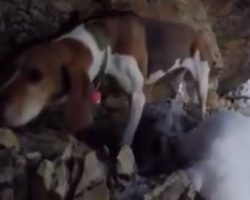 (Video) They Saw Something On a Cliff and Decided to Check it Out…Then They Found This Doggy!