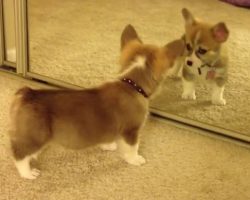 (Video) OMG, This Baby Corgi Has an Adorable Reaction When He Sees His Reflection in the Mirror!