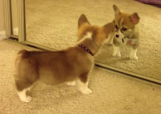 mirror-corgi