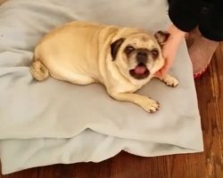 (Video) For Pups of All Ages: Old-Timer Pug is Beyond Joyful When Seeing His Family