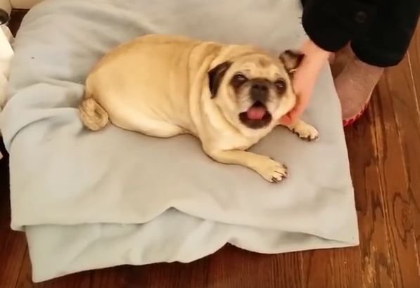 older-pug