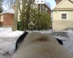 (Video) A Pug is Enjoying a Leisurely Walk When All of a Sudden THIS Happens. LOL!