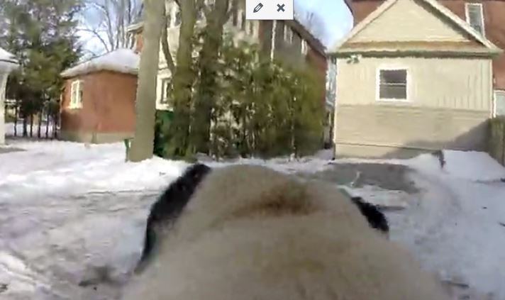 pov-pug-during-walk