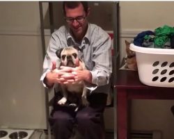 (Video) 15-Year-Old Pug Playing Peek-a-boo With Daddy is the Most Adorable Thing EVER