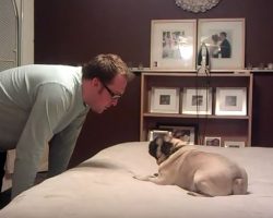 (Video) This Dog Dad and Pug Get Into a “Fight” and How They Resolve it is as Sweet as Can Be