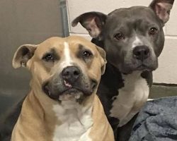 Sweet Shelter Dog Learns How to Smile in Hopes That Someone Will Adopt Him