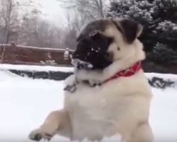 (Video) Pug Goes Bonkers Over the Snow. Just How Crazy? I Still Can’t Believe It!