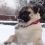 (Video) Pug Goes Bonkers Over the Snow. Just How Crazy? I Still Can’t Believe It!