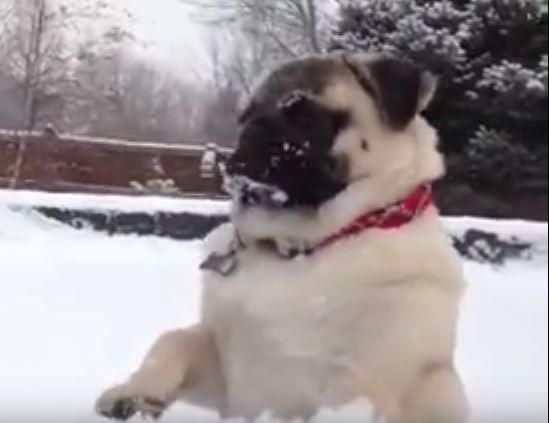 snow-pug