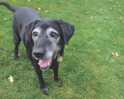 Unwanted and Disabled Dogs Find Their Happily Ever After at a Rolling Dog Farm