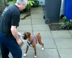 (Video) Boxers Seem to be Gentle and Loving, But be Careful… He Can Do THIS to Protect Himself.