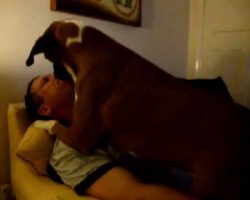(Video) This Boxer ADORES Kisses. In Fact, This is the Most Notorious Dog Kissing I’ve Ever Witnessed!