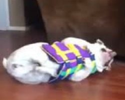 (Video) Adorable Pup Gets a Life Vest Put on Him and How He Responds is Priceless!