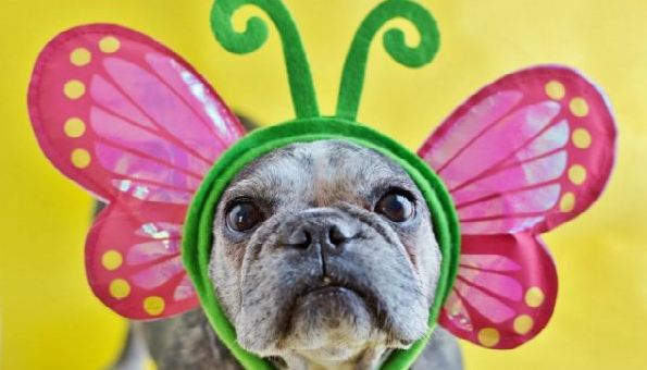butterfly frenchie