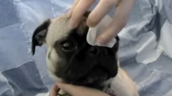 cleaning-a-pugs-wrinkles