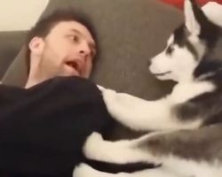 (Video) Husky Puppy and Dog Dad Get Into a Heated Debate and it’s Hilarious!