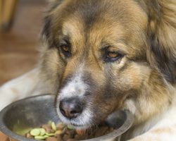 When a Pet Parent Buys Select Pet Food, Are They Being “Pet Fooled”?