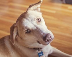 The Reason Why a Dog Tilts His Head to the Side is Unbelievable. Wow!
