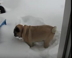(Video) When a Pug Goes to the Bathroom in the Snow Watch What Happens…