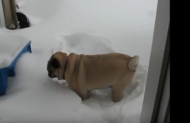 dog-in-snow