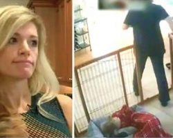 (Video) Her Dogs Were Acting Strange, So This Owner Installed a Camera to See What the Dog Walker Was Up To