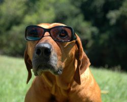 Find Out Why a New Study Shows That Doggy Parents Are Making the Internet a Sweeter, Cuddlier Place!