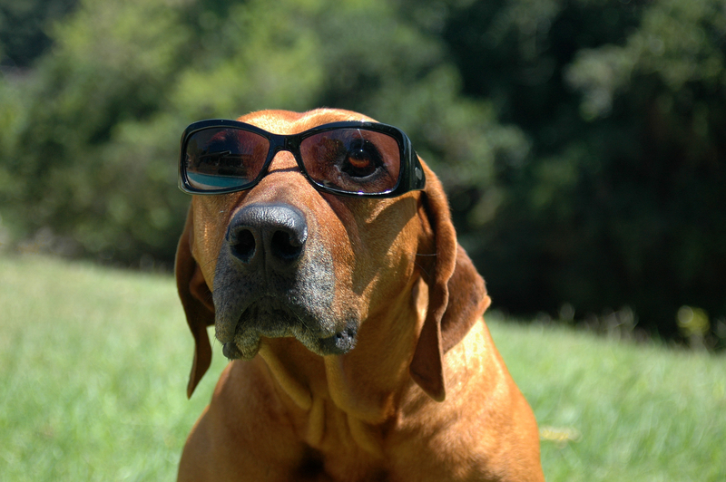 dog-with-glasses