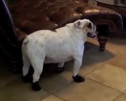 (Video) English Bulldog Hilariously Walks in His New Boots – LOL!